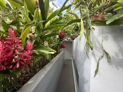 Opera Estate (D15), Terrace #566573161